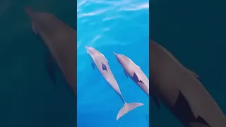 How do they swim so fast! 🐬 ❤️#dolphin #shorts