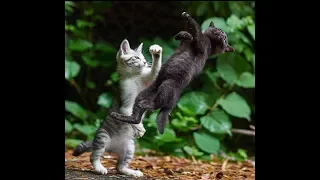 Cat Fight Sound Efect.. Make a joke to your cat :)