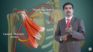 AXILLARY ARTERY ANATOMY ANIMATED LECTURE