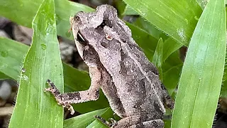 Tiere Mexiko/Yucatan