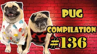 Funny Dogs but only Pug Videos | Pug Compilation 136 - InstaPug