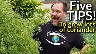 5 Tips How to Grow a Ton of Coriander or Cilantro in Container/Garden Bed