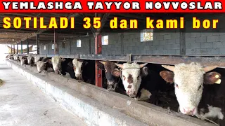 ZOR👍 YEMGA TAYYOR NOVVOSLAR🐂 SOTILADI 💵