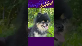 funny dogs video - ⚠️ you will get stomach ache from laughing so hard 🤣🐶funny dog videos 2020#shorts