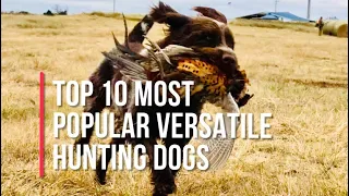 Top Ten Most Popular Versatile Hunting Dogs