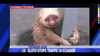 Sloth Being Rescued From An Open Highway