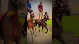horse runing video || horse race video || #shorts #animals #horse