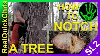 how to safely notch and cut down a tree