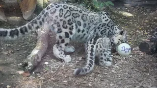 Snow leopard cub debut