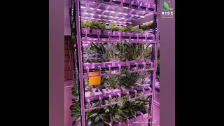 Indoor Hydroponics Farm | Indoor Vertical Farming | Mumbai | Rise Hydroponics #shorts