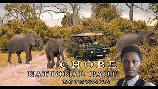 The Divine Wildlife of Chobe National Park | Botswana