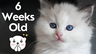 Ragdoll Kittens 6 Weeks Old 🐱 So Cute!