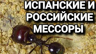 Распаковка муравьёв Messor barbarus и Messor denticulatus. #МуравьиЯрославль