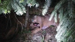 Puma cougar vs Wolf -  Wolf Vs Puma Cougar Fighting Through The Mountains In a Real Fight - KERBEROS