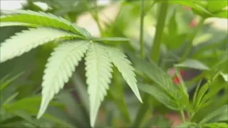 Marijuana legalization in Ohio: Voters to decide issue on November election ballot