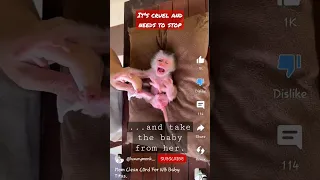 NEWBORN ONE DAY OLD BABY MONKEY STOLEN BY HUMANS FOR YOUTUBE 💔😡 #poormonkey #monkey #babymonkey