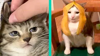 BEST CAT MEMES COMPILATION OF 2020 PART 22 (FUNNY CATS)