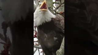 Red tailed hawks call VS bald eagle cry 🦅 #sound #call #shortsvideo #baldeagle #redtailedhawk