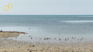 Baby seagull learns to find food during low tide