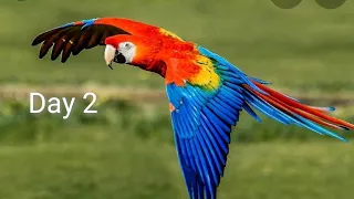Day 2 free flight Training #macaw #freeflight