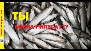 Как мы ловим рипуса (ряпушку) зимой