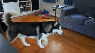 MY HUSKY BROUGHT TEARS TO MY EYES