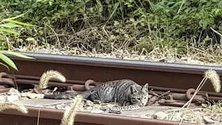 고양이와 뱀 싸움(Cat vs Snake)