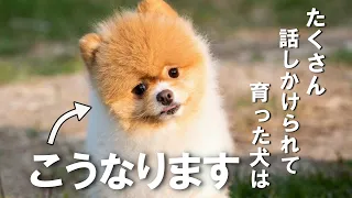 たくさん話しかけられて育った犬だけに起きる驚きの変化7選