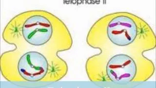 mitosis and mieosis brielle and thida