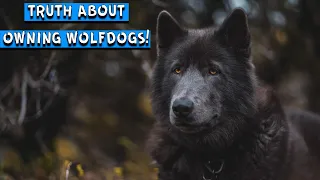 The TRUTH About Owning A WolfDog (Blue Bay Shepherd) - 12 - 24 Month Update