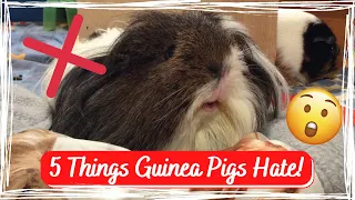 Top 5 Things Guinea Pigs Hate! | GuineaLove