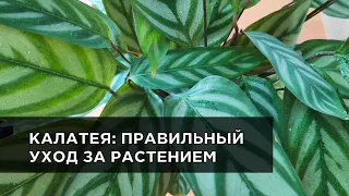 Ктенанта Оппенгейма (калатея): уход в домашних условиях. Рассказываю, почему сохнут листья