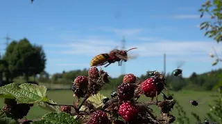 Hornissen (Vespa crabro) in Aktion