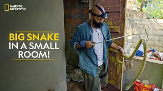 Big Snake in a Small Room! | Snakes SOS: Goa’s Wildest | National Geographic