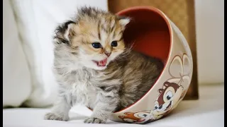 🐈 Самые смешные и красивые котята в мире! 🐕 Смешное видео с котами и котятами! 🐱