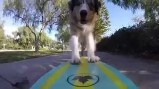 How to Teach Your Dog to Ride a Skateboard (5 EASY STEPS)