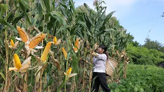 【二米炊烟】Corn 帶着玉米香的金黃麵粉，是粗糧中的佼佼者