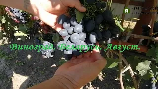 Обзор ранних сортов винограда на 17 августа 2023 года. Беларусь г.Солигорск.