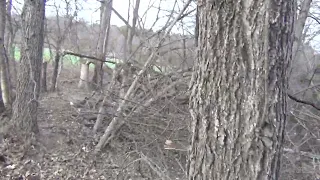 Beyond Food Plots: Welcome to Early Successional