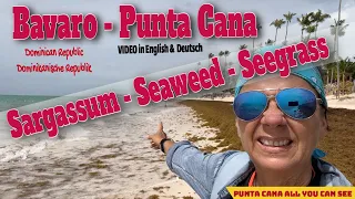 Jetzt ist es da! Grosse Mengen Sargassum am Bavaro Strand :: Large amounts of Seaweed at  Beach