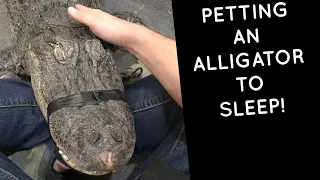 Petting An Alligator to Sleep!