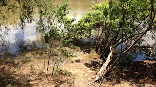 Goat Island dog chasing Crocodile