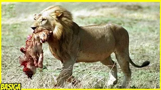 MENGERIKAN! Anak Singa ini di hukum Mati oleh singa Jantan! TERNYATA INI ALASANNYA!!!!!