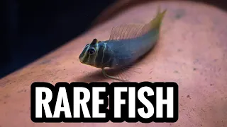 The RAREST AQUARIUM FISH I Have Ever Seen!