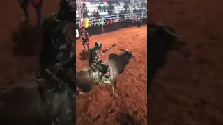 o touro mais duro do Brasil mustang