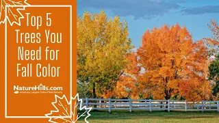 Top 5 Trees You Need for Fall Color | NatureHills.com