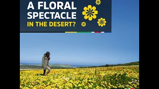 A Floral Spectacle in the Desert, South Africa