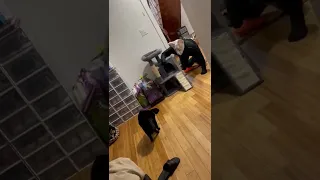 Black Cat Scared Frightened By Person In Mask