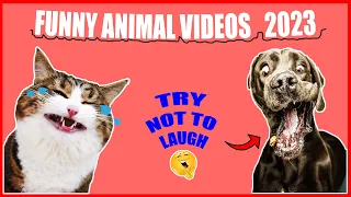 Laugh until you cry: Best funny animal clips compilation