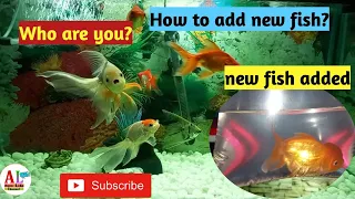 Unboxing my New Goldfish| Fancy Goldfish| Goldfish Aquarium Update| How to add Goldfish in New Tank|